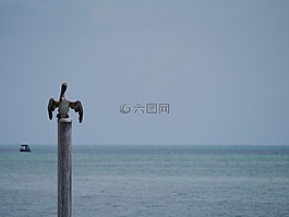 佩利坎,佛罗里达州,基韦斯特