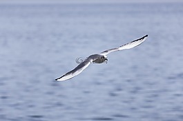 鳥,自然,野生動物
