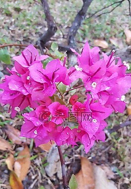 粉紅色,花,自然