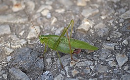 昆蟲,蝗蟲,綠色