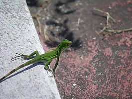 鬣蜥,綠色,蜥蜴
