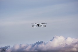 天空,云,鳥