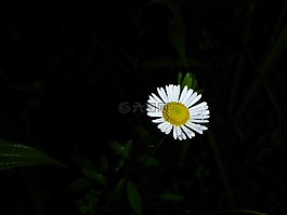 asteracea,花,植物