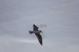 鳥,動物,特寫