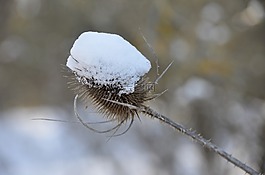 植物,水飛薊,雪