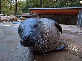 密封件,動物園,偷看一噓