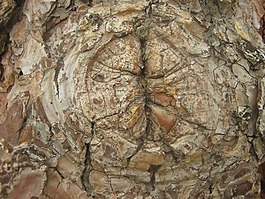 樹,結(jié),樹皮