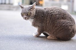 貓咪,動物,野生