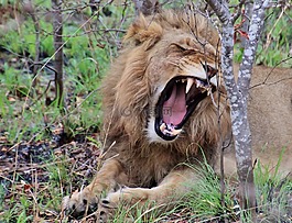 獅子,小獅子,野生動物