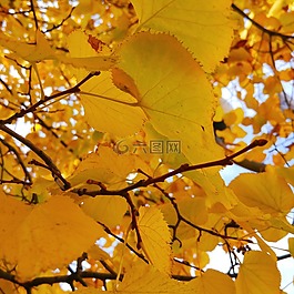 葉子,秋,季節(jié)