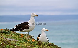 海鷗,海,水