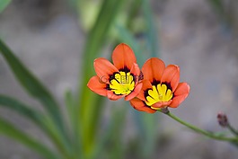 花,性質(zhì),廠