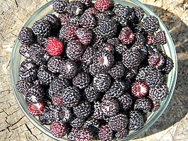 覆盆子,黑树莓,成熟的覆盆子