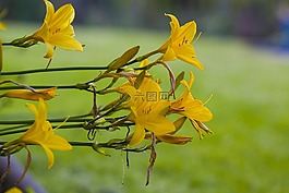 性質(zhì),花,廠