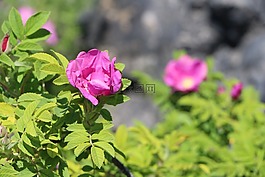 花,植物,自然