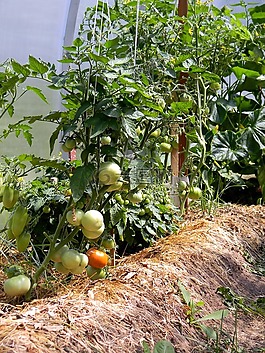 溫室,西紅柿,營養(yǎng)