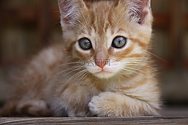 猫,躺在,蓝色的眼睛