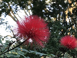 花卉,鮮花,紅色花