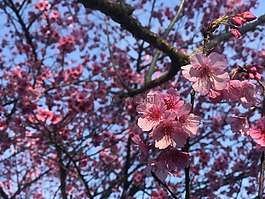 花卉,鮮花,性質(zhì)