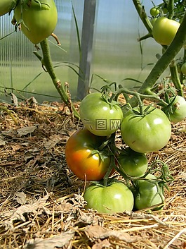 溫室,西紅柿,營養(yǎng)
