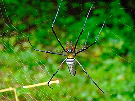 蜘蛛,web,泰國