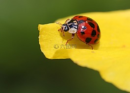 瓢蟲(chóng),甲蟲(chóng),開(kāi)花