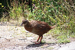 秧雞,鳥(niǎo),新西蘭