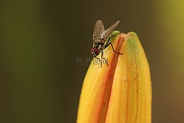 飛,昆蟲,關(guān)閉