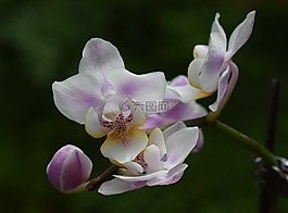 微型混合蝴蝶,蝴蝶兰,兰花