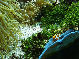 礁,珊瑚礁,水族館