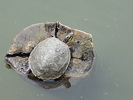 水,龜,自然