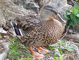 鳧,鴨,鳥