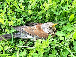 性質,鳥,鵝口瘡
