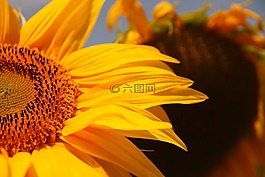 太陽花,黃色,關(guān)閉