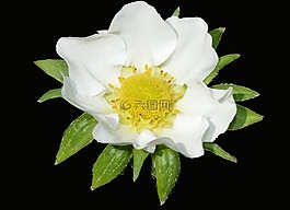 草莓花,白,草莓植株