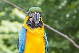 鸚鵡,鳥,動物
