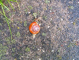 蝸牛,動物,花園