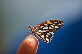 蝴蝶,昆蟲(chóng),春