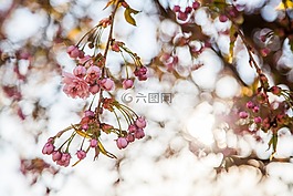 櫻花,鮮花,春天