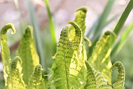 蕨類,廠,性質(zhì)