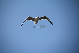天空,海鷗,鳥