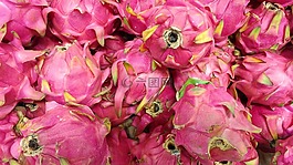 花,自然,植物區(qū)系