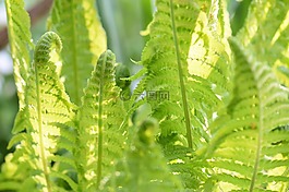 蕨類,廠,性質(zhì)