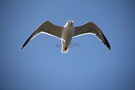 天空,海鷗,鳥