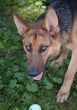 德國(guó)牧羊犬,狗,寵物
