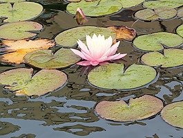 睡蓮,池塘,水生植物