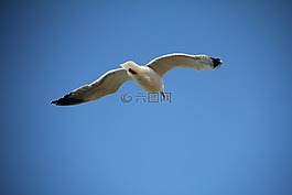 天空,海鷗,鳥