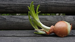 洋蔥,黃色,工作臺