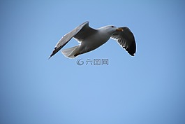 天空,海鷗,鳥