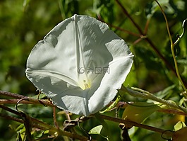 夏花,招標(biāo),廠